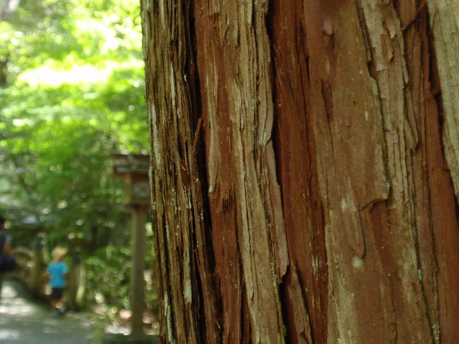 山間部であること、さらに神社の杜の中で<br />あることから、だいぶ涼しいです。<br /><br />年季の入った杉の樹皮。