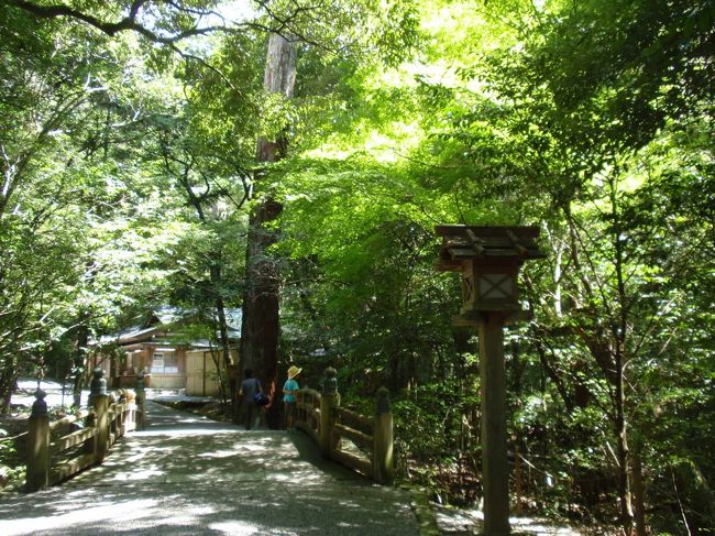 新緑のように、緑が目に鮮やか。