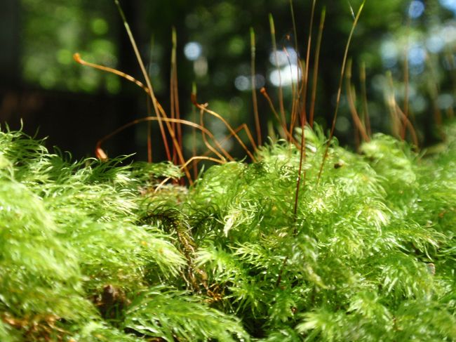 伐り株の上に生えていた苔を接写。<br />これはこれで一つの森みたい。