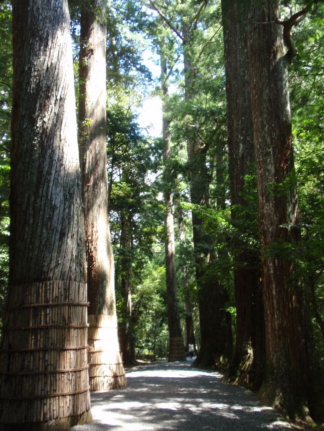 参道の両側に杉の巨木がそびえ立っています。<br /><br />内宮などでは昭和34年の伊勢湾台風により<br />多くの巨木がなぎ倒されたそうですが<br />瀧原宮は比較的被害が少なく、<br />こうして多くの巨木が健在なのだそうです。