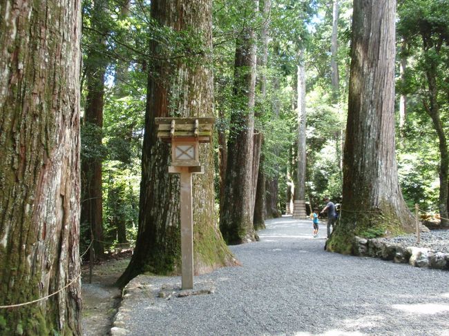 さてお参りを終えて戻ります。<br />どっちを見ても巨木、圧倒されます。