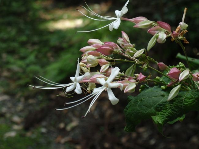 おや？この花はなに？<br /><br />後で調べると、クサギ。<br />秋になると真っ赤なガクに青い実がなります。