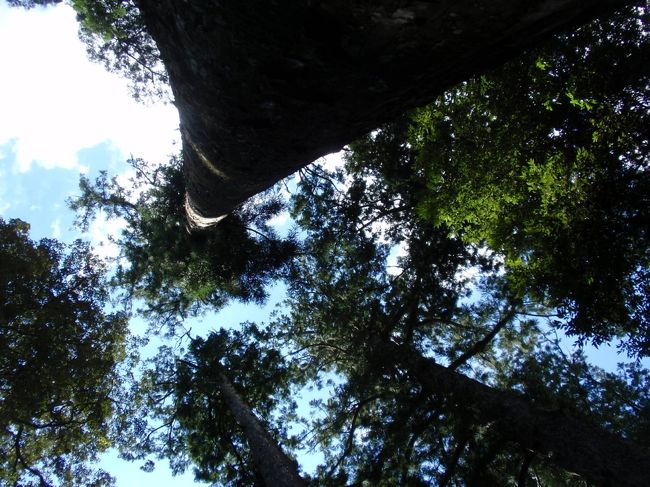 木々がどれだけ大きいのか<br />写真におさめたいと思うと<br />こういう構図になります…。<br />これで大きさがわかるのかわかりませんが。