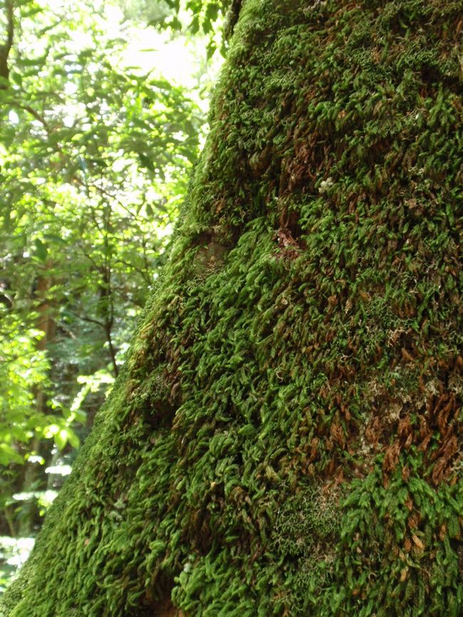 樹皮にもたくさんの苔。<br />瑞々しいです。