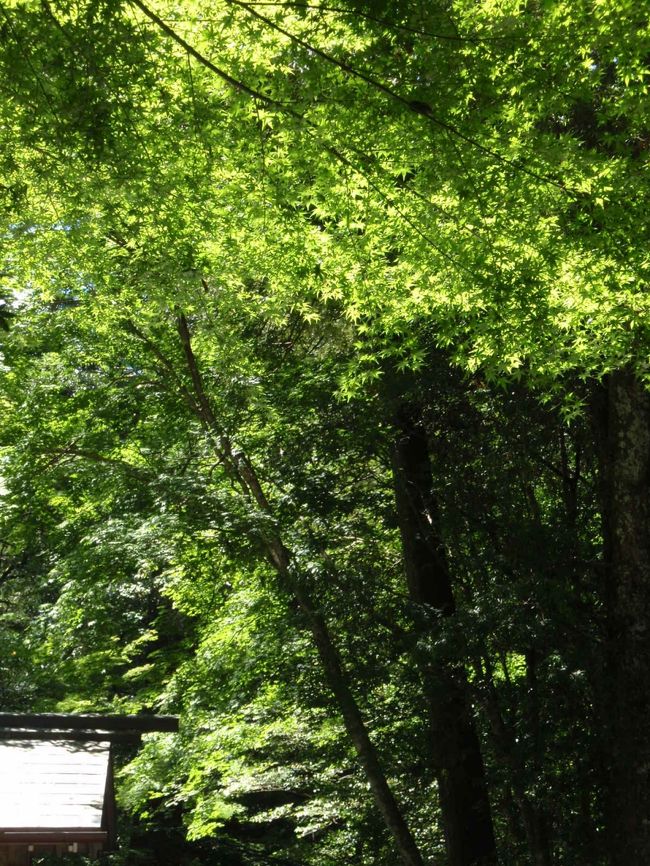 陽光を透かしたカエデは<br />本当に美しい緑。