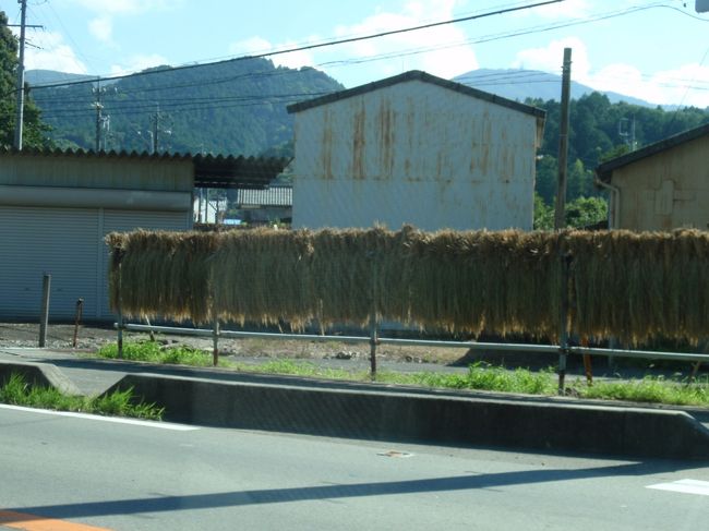 既に刈り取った稲が干してあります。