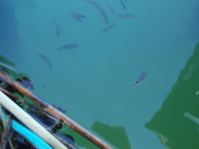 マリーナの桟橋にもおりれて<br />覗くとお魚ちゃんが群れていました。<br /><br />観察するに…魚はコッパグレ（グレの小さいの）です。<br />ほかにはコノシロとか、たまに大きいのがいるなと思うと<br />ボラ。いずれにしろあまりおいしくないやつばかり。