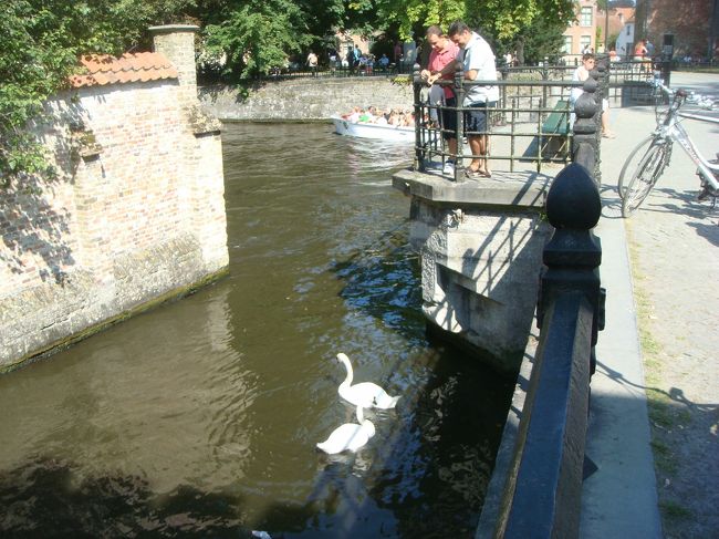 白鳥に餌やってる人も。