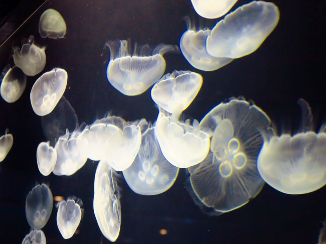 すみだ水族館 完全人工海水 自由導線が特長 ペンギンとも親しげに 浅草 東京 の旅行記 ブログ By マキタン2さん フォートラベル すみだ水族館 完全人工海水 自由導線が特長 ペンギンとも親しげに 浅草 東京 の旅行記 ブログ By マキタン2さん フォートラベル