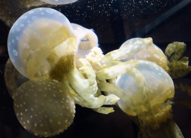 すみだ水族館 完全人工海水 自由導線が特長 ペンギンとも親しげに 浅草 東京 の旅行記 ブログ By マキタン2さん フォートラベル すみだ水族館 完全人工海水 自由導線が特長 ペンギンとも親しげに 浅草 東京 の旅行記 ブログ By マキタン2さん フォートラベル