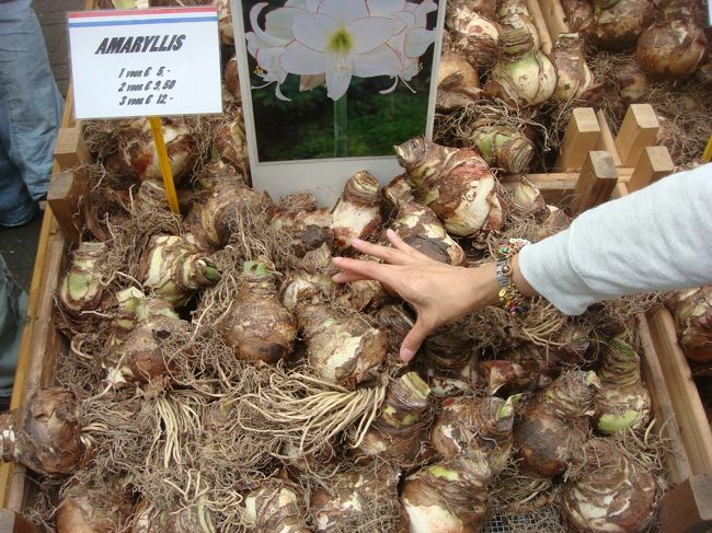 アマリリスの球根。すごい大きい。