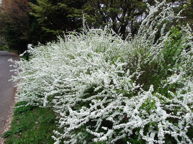やはりいつもこの時期に咲き乱れる白い花。<br />これは歩道の横であるが、小山全体に咲いている場所もある。