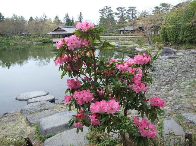 日本庭園に咲いていた。しやくなげ