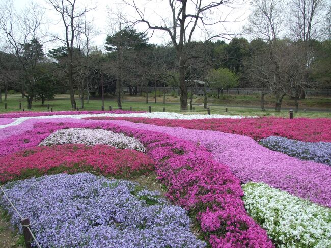 少しですが、芝桜も今年は咲いていた。