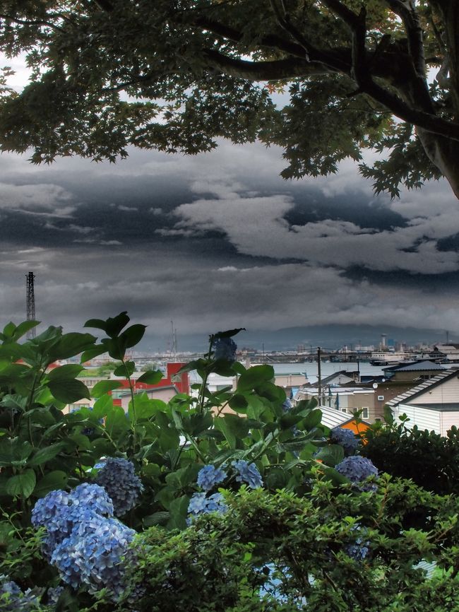 カメラ機能のドラマチックトーンで遊んでみました。<br /><br />紫陽花越しに函館港が望めて、とっても贅沢な気分であります♪<br /><br />宿泊したお部屋にも、センスよく紫陽花が活けられていました。<br /><br />（残念ながら、センスよく撮れませんでした。。。）