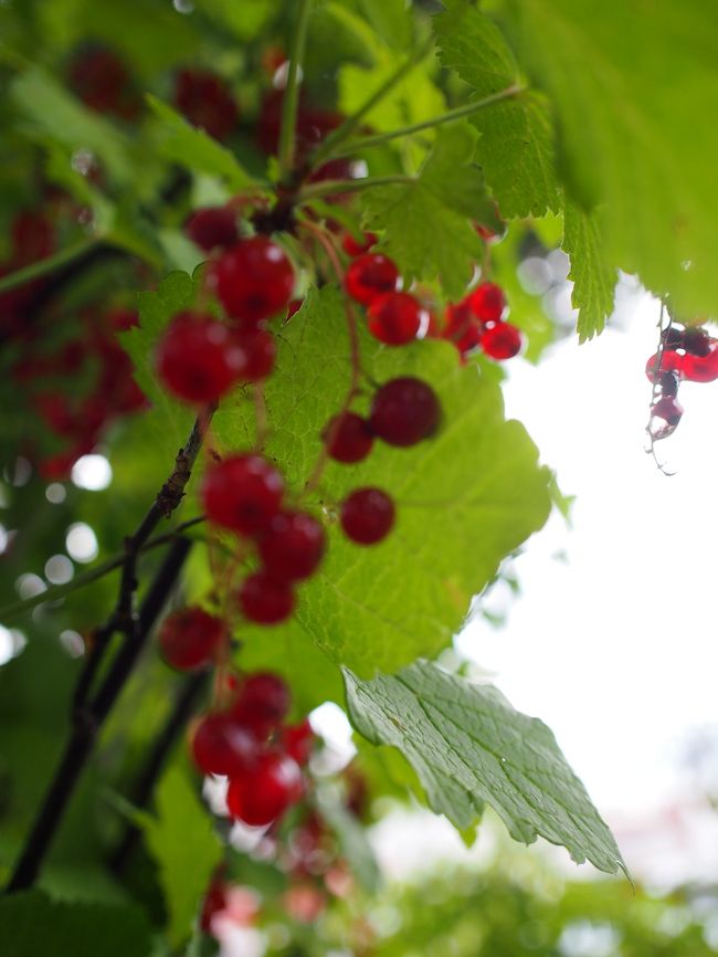 紫陽花の横には、とってもフレッシュ感あふれる赤い実が！<br /><br />前日、函館の街中でも見かけたのですが、ハチやアブが飛び回っていて近付けなかったのです。
