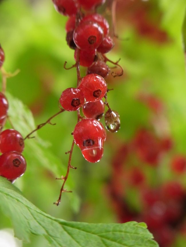 近くに寄れて嬉しいよ。<br /><br />雨上がりのせいか、瑞々しさが更にUP！<br /><br />ところで、この実はなんだろう。。。？
