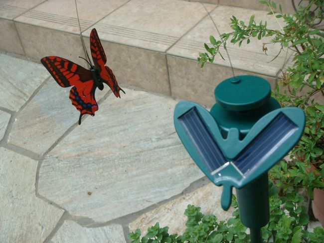 シンゲルの花市でget<br />ソーラーで動く蝶々。本物みたいな動き方。<br />