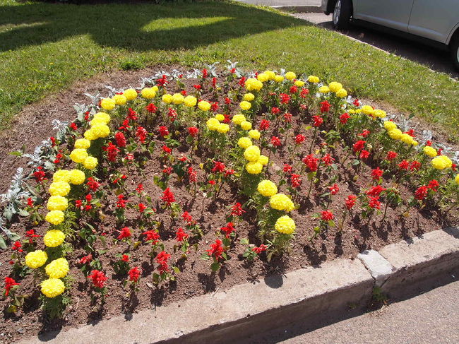 お花もマクドナルド。