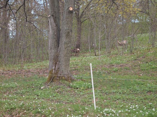 本当にすっごいびっくりしたんですが<br />カフェを目指して歩いていて<br />ふと右を見たら鹿が３頭こっちを見てたんですｗ<br /><br />私がびっくりしたのにびっくりした鹿が<br />逃げていくところですｗ
