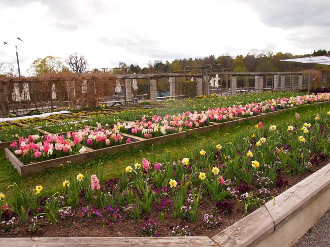カフェの目の前の花壇が美しかったです！