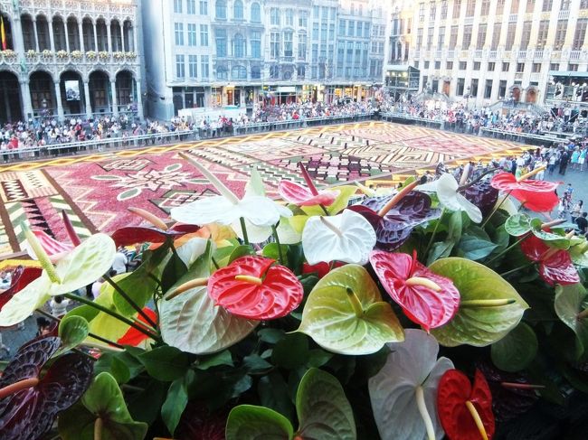 たぶん、この写真はフラワーカーペットよりバルコニーのアンセリウムの方がいいと思ったのでしょう〜