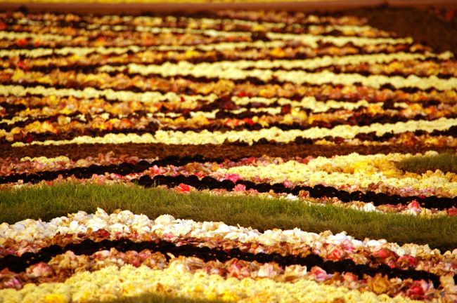 これはレディさんの写真。アップで見ると、ケーキの切り口みたいに見えるのは、口卑しい証拠かな〜<br />よ〜く見ると、花もくたびれていました…