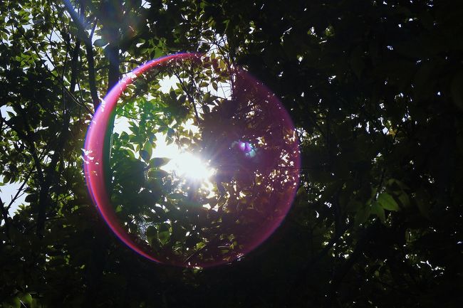 すっかり夏の陽射しの奈良公園。<br />県庁前の登大路の駐車場から春日大社の方へ歩いて行きます。