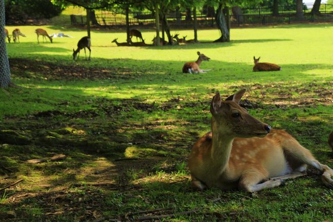 ２か月前に出張で来て以来、今年２度目の奈良です。暑いのでシカも木陰で休んでいます。