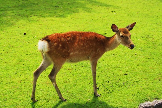 奈良公園・浅茅が原の美しい緑の芝生を闊歩するシカさん。