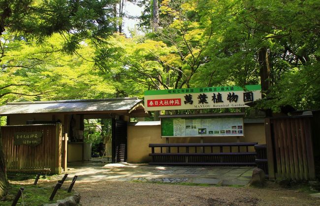 歩いて春日神社に到着。参詣することとします。<br />春日神社の一角には、万葉植物園があります。ここでは、万葉集で詠まれた多くの植物を見ることができますが、今回はスルー。