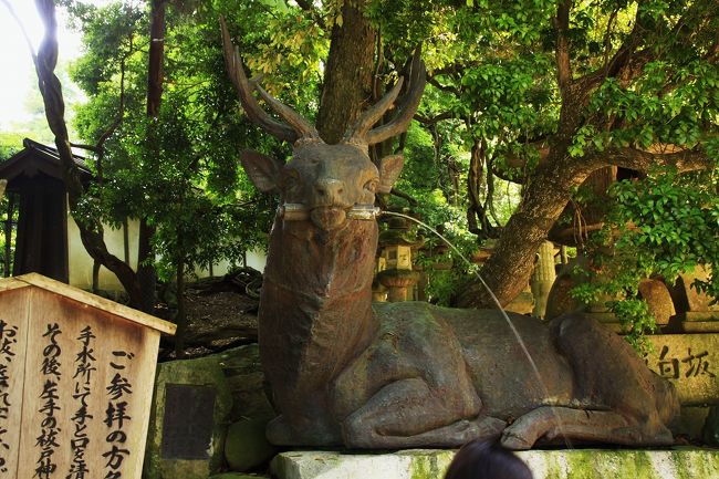 県庁所在地のど真ん中にある奈良公園に生息するシカは春日神社の神の使いとして、古くから手厚く保護されてきたもので、今も天然記念物に指定されています。