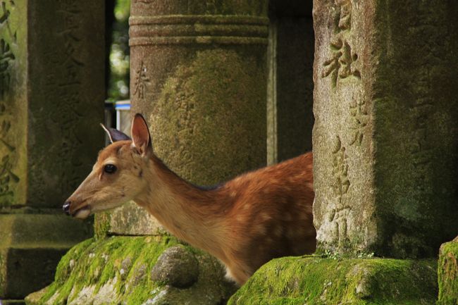 石燈篭の間からシカが顔をのぞかせています。