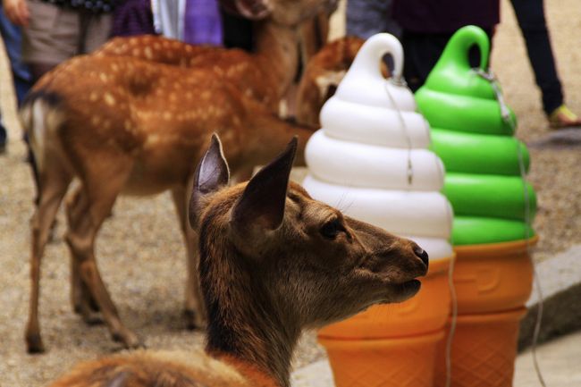 春日大社の参詣を終え、次は東大寺へ歩いて行きます。<br />途中の茶店近くのソフトクリームの置物をバックにシカが観光客が買う食べ物を目当てに群がるユーモラスな風景です。