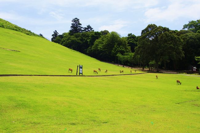 真夏の炎天下、若草山のその名のとおり若草色の芝生をシカが食んでいます。