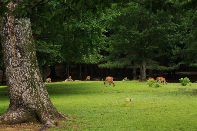 あちことでボリボリと芝生を食む天然記念物のシカ。