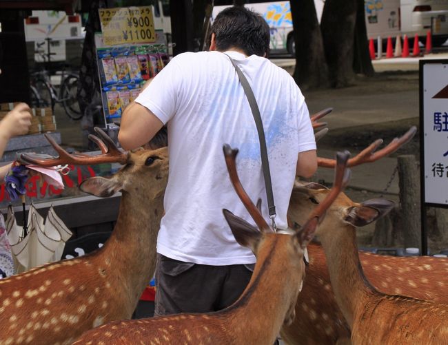 シカせんべいを買った途端、シカに群がられる男性。<br />適切なせんべいの分け方を間違うと、このような状況にみまわれます。