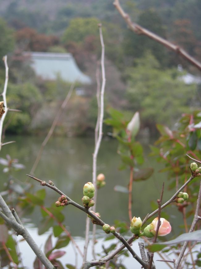 池の向こうから龍安寺<br /><br />春はもうすぐ