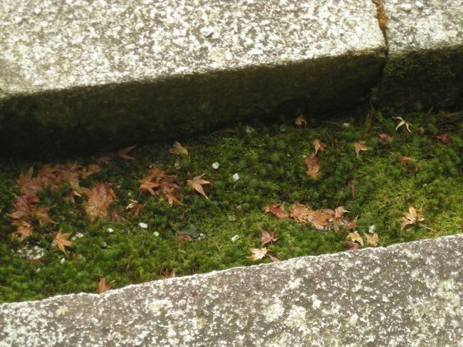 ただの枯葉なのに