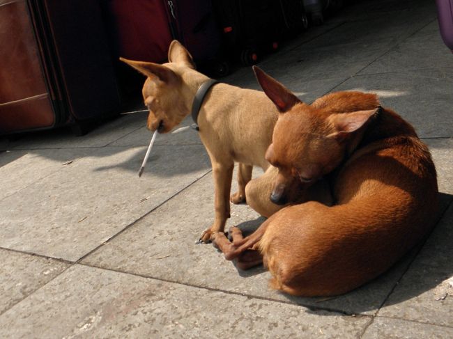 何かくわえている
