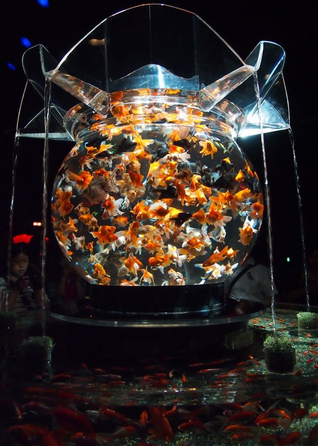アートになった金魚たちの織りなす世界は 妖艶で幻想的だった 日本橋 東京 の旅行記 ブログ By こあひるさん フォートラベル