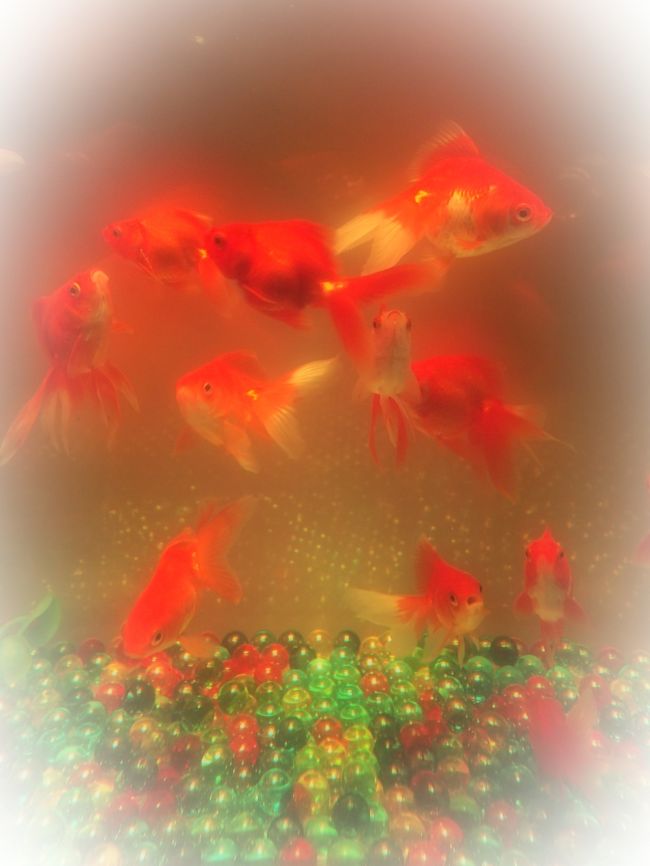 アートになった金魚たちの織りなす世界は 妖艶で幻想的だった 日本橋 東京 の旅行記 ブログ By こあひるさん フォートラベル アートになった金魚たちの織りなす世界は 妖艶で幻想的だった 日本橋 東京 の旅行記 ブログ By こあひるさん フォートラベル