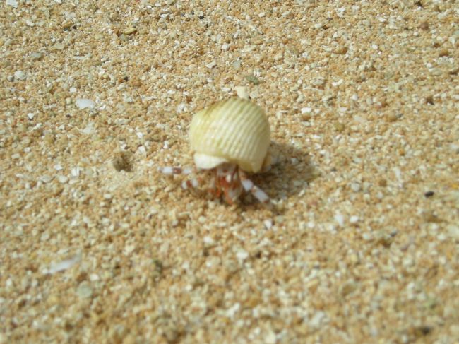 星の砂だらけ〜〜