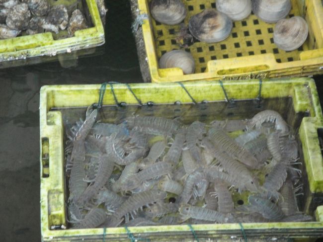 ハロン湾<br />こんな感じで、いけすに貝や魚が入っています。<br />写真は、つい買ってしまったシャコです。<br />（ちなみに値段は、大きいけど５尾で１０＄とちょっと高め）<br />船に戻ってゆでてもらいましたが、やっぱりいけすもののせいか<br />さほど美味しくもなく　ちょっと残念