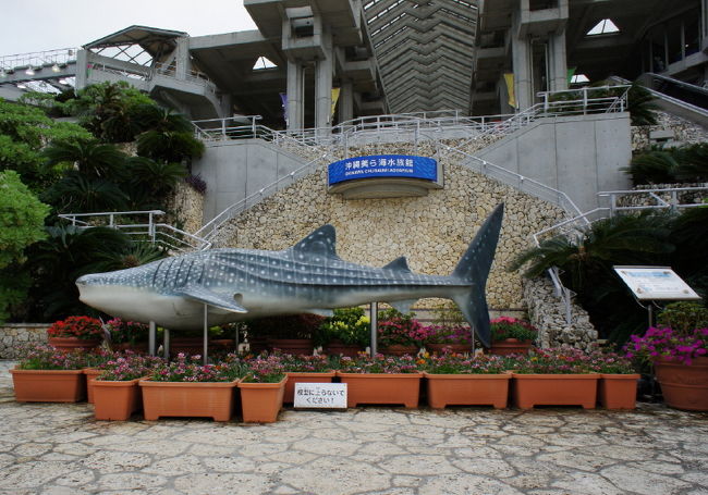 <br />①実際より小さい　ジンベイザメの模型