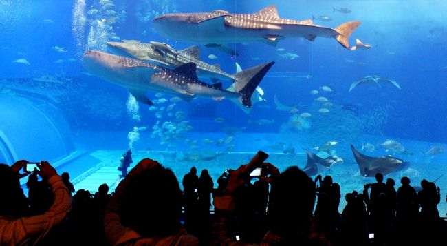 <br />①ジンベイザメが仲良く３匹？で泳いでます<br /><br />　ゆっくりと気持ち良さそうに！　