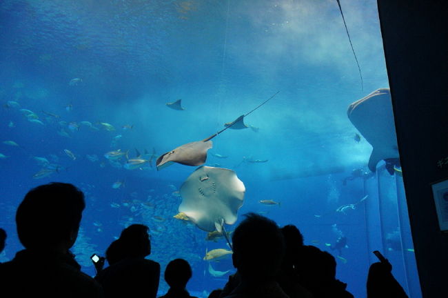 <br />①こちらは「マンタ」かな？<br /><br />　<br />　顔じゃないんだけど顔に見えてしまう