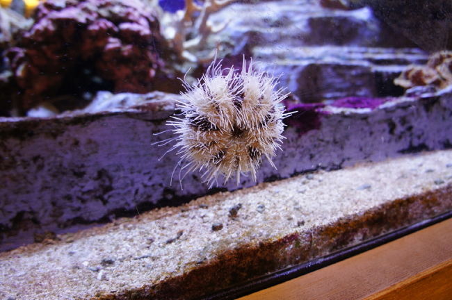 <br />②「ミラーレスカメラ」<br /><br />　ホテル内に有った水槽<br />　オートモードでは見た目とは違う<br /><br />　ホワイトバランスがオートではダメだ<br />　ホワイトバランスをモニターを見ながら<br />　クルクル回して見た目と同じにした。<br /><br />　ミラーレス一眼は便利です