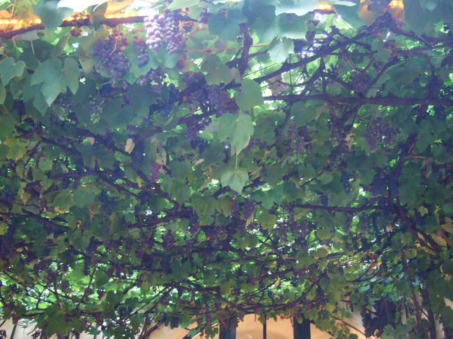 ｳｲｰﾝ　　ﾎｲﾘｹﾞ（ｵｰｽﾄﾘｱの居酒屋）へ。<br />葡萄が店先に！<br />