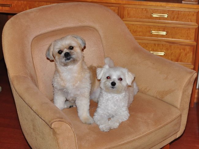 <br />ビッキー＆i ちゃんで〜す<br /><br />４歳と３歳になりました!(^^)!　<br /><br /><br />訪問ありがとうございます。